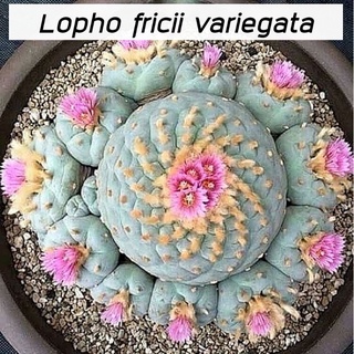 [ถูกที่สุด]แคคตัสโลโฟ lopho fricii variegata  cactus,ไม้อวบน้ำ กระบองเพชร cactus succulent ไม้ประดับ