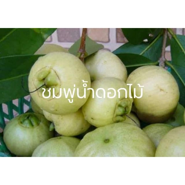 ต้นพันธุ์ชมพู่น้ำดอกไม้-ผลไม้โบราณรสชาติหวาน-น่าสะสม