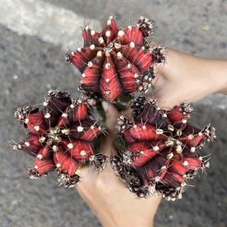 [ถูกสุด] Cactus ยิมโนด่าง แดงดำ ขนาด 5-6 ซม กระบองเพชร แคคตัส