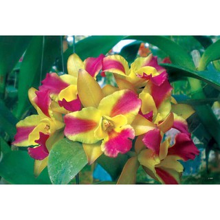 โปสเตอร์ ดอกไม้ ดอกกล้วยไม้ Orchids POSTER 24”x35” Inch List of the orchids of the Philippines