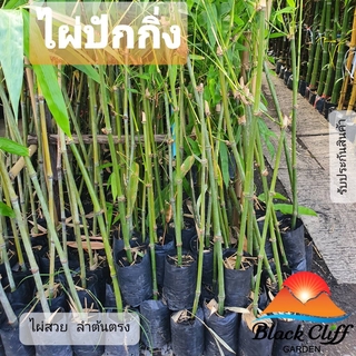 ไผ่ปักกิ่ง ไผ่ blackcliffgarden ไม้ไผ่ ไผ่ปักกิ่ง ไผ่จีน