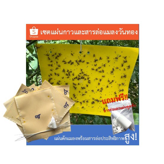 แผ่นกาวดักแมลง-สีเหลือง-ชุดละ-5-แผ่น-สารล่อแมลงวันทอง-1-ชุด-ใช้กำจัดแมลงในโรงเรือน-แปลงเกษตร-สวนผลไม้-ปลอดภัย-ไม่มียา