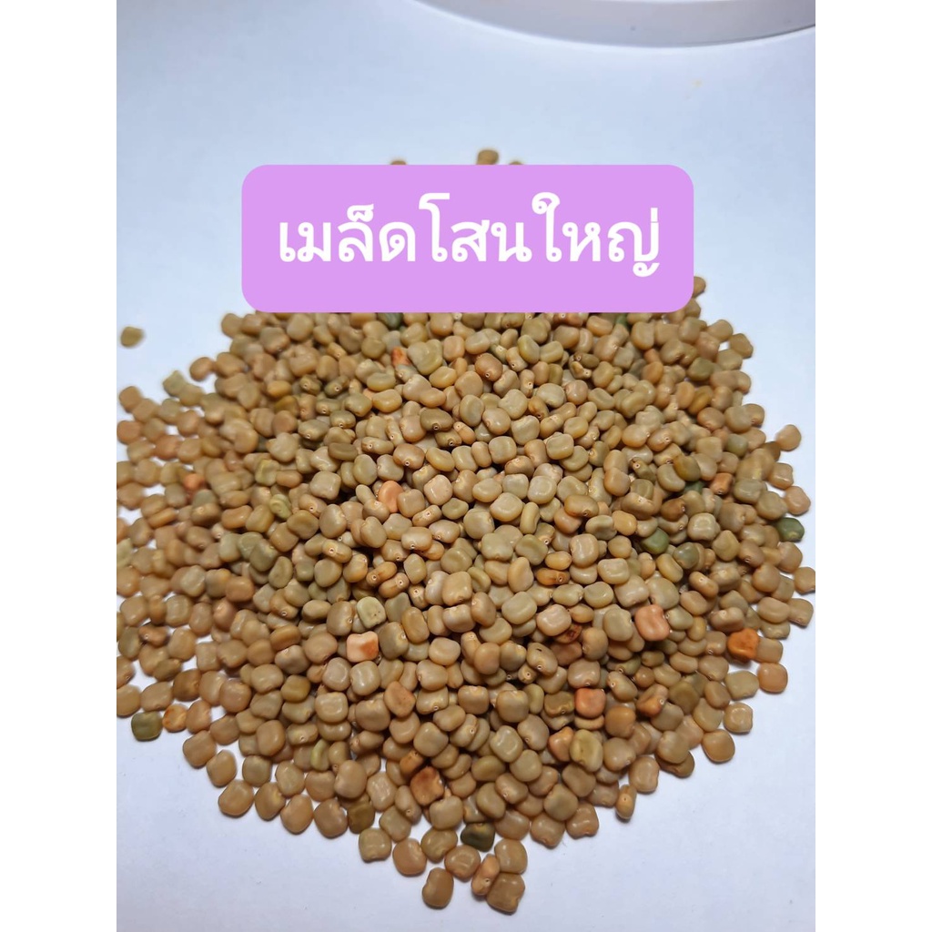 ซื้อ-5-ฟรี-1-เมล็ดพันธุ์โสน-เมล็ดโสน-โสนใหญ่-โสนหลวง-โสนอินเดีย-โสนดอกใหญ่-โสนทานดอก-100-เมล็ด