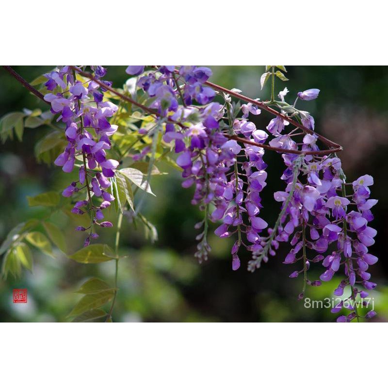 เมล็ดพันธุ์-ถูก-คละ-เมล็ดพันธุ์-วิสเทอเรีย-wisteria-sinensis-flower-seeds-แต่ละแพ็คมี-10-เมล็ด-ดอกไม้จริง-ต้นดอกไม้สวยๆ