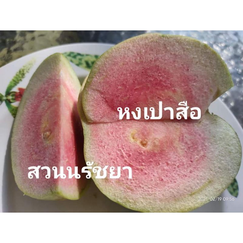 ต้นฝรั่งหงเป่าสือ-พร้อมส่ง-ฝรั่งไต้หวัน-หงเป่าซือ-หงเปาสือ-กิ่งตอนชำนานแล้ว-รากแน่นๆ-ปลูกได้เลย-คัดกิ่งสวยๆ-ส่งkerry