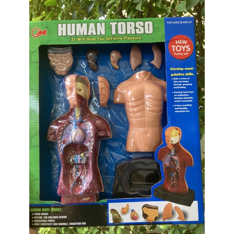 ส่งไว-โมเดลร่างกายมนุษย์-สื่อการเรียน-ร่างกายของเรา-human-torso