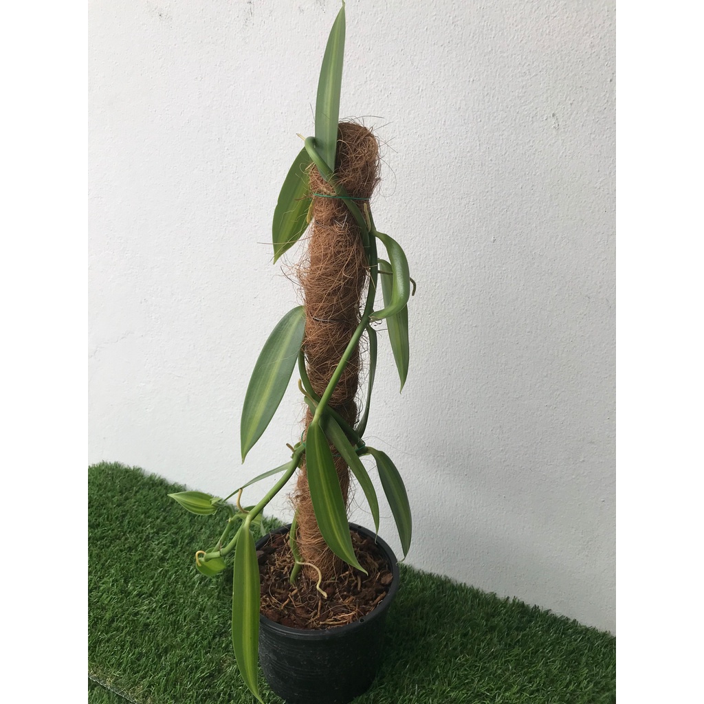 ภาพสินค้าต้นวานิลลาใบด่าง พร้อมกระถาง 6 นิ้ว ความสูง 55 ซม. (Variegated Vanilla Orchid Plant) จากร้าน bangkokgreen บน Shopee ภาพที่ 3