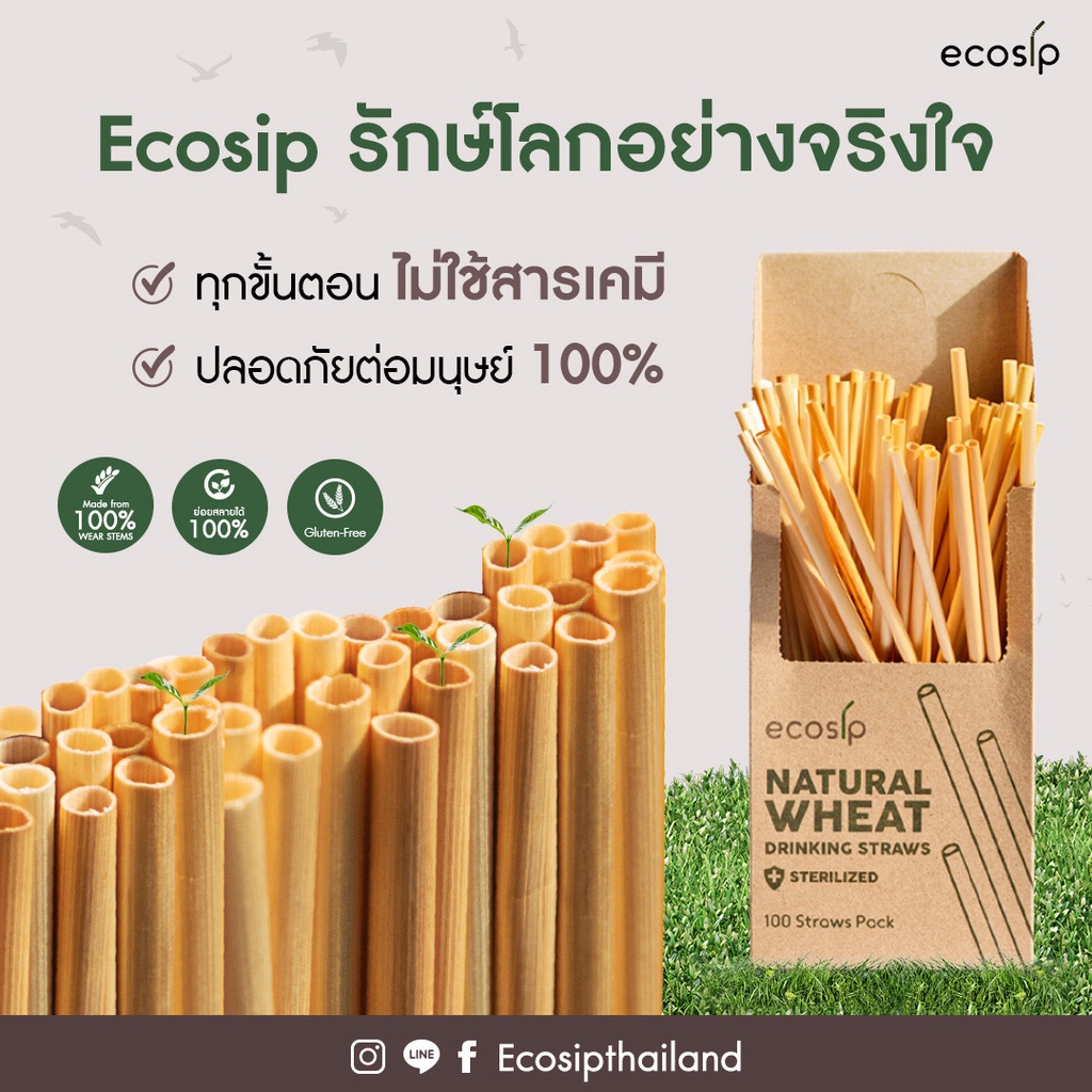 ขายส่ง-หลอดลำข้าวสาลี-natural-wheat-straw-หลอดจากธรรมชาติ-ขนาด-20-cm-3-000-หลอด-500หลอด-กล่อง