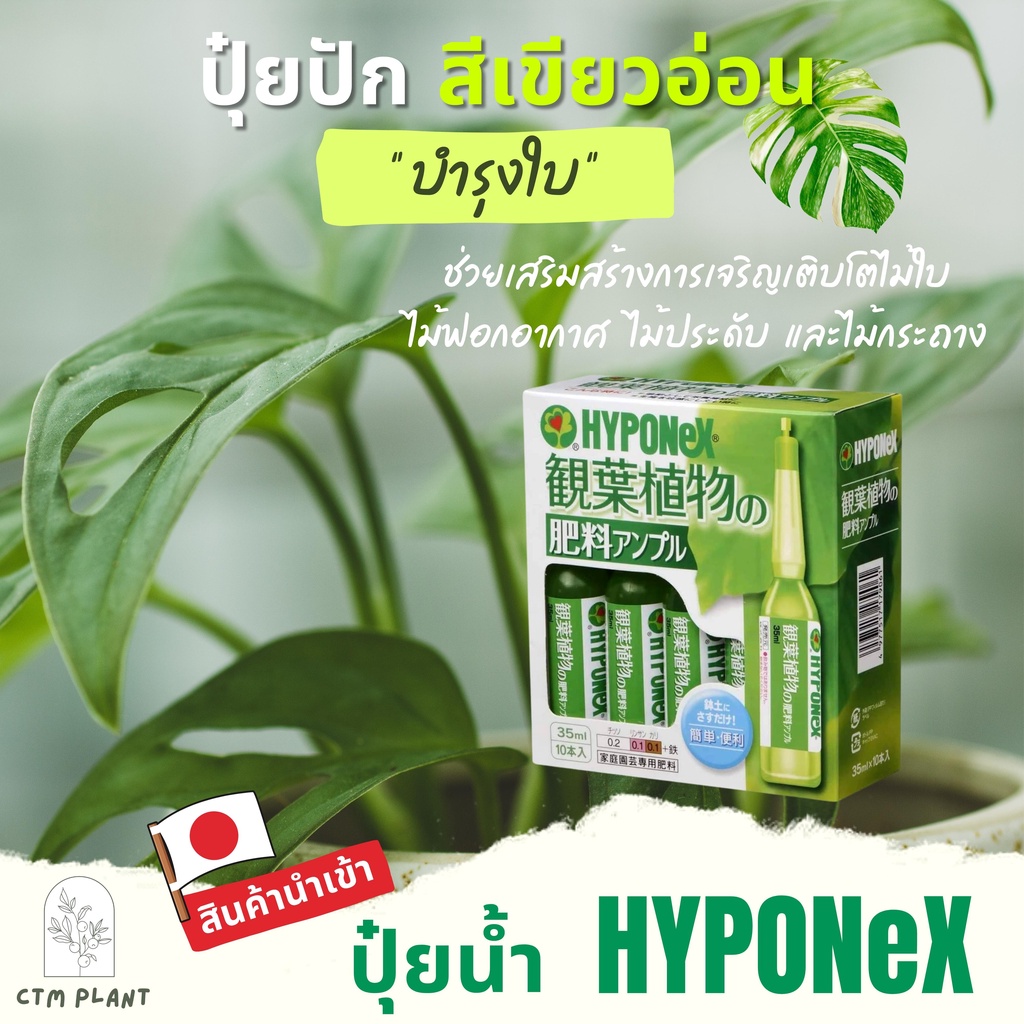 hyponex-ปุ๋ยปัก-hyponex-ampoule-แยกขาย-1-หลอด-ปุ๋ยน้ำจากประเทศญี่ปุ่น-ปุ๋ยปักญี่ปุ่น