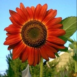 เมล็ดทานตะวัน สีแดง - RED SUNFLOWER