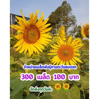 🌻🌻#จำหน่ายเมล็ดพันธุ์ทานตะวันชมดอก🌻🌻