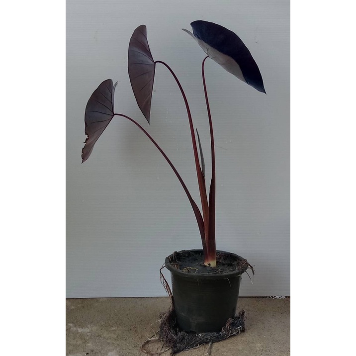 ภาพสินค้าบอนดำแบล็คเมจิก Colocasia Black Magic จากร้าน kafue_gaden บน Shopee ภาพที่ 3