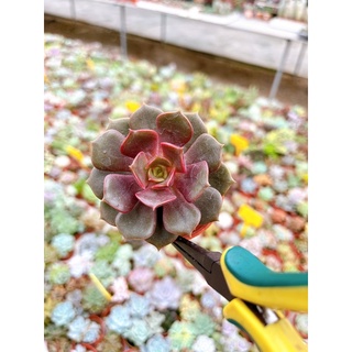 Echveria sp กุหลาบหิน