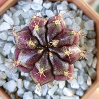 Cake Cactus Farm กระบองเพชร Gymnocalycium mihanovichii  blueberry cheese cake  ยิมโน บลูเบอรี่ชีสเค้ก