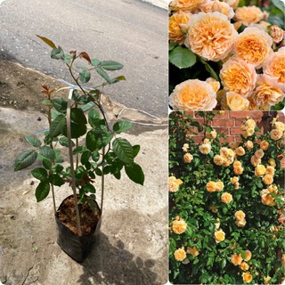 กุหลาบเลื้อยดอกหอมสีส้ม crown princess rose