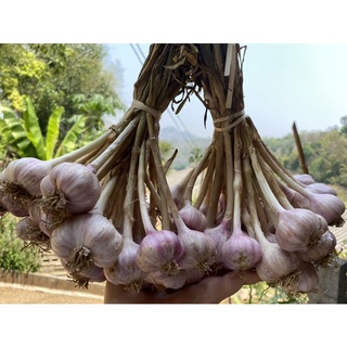 กระเทียมไทย (1 กก.)คัดเกรด หัวใหญ่ (ใหญ่กว่าเหรียญ10 บาท) กลีบหนา เนื้อสวย กลิ่นหอมฉุน สีชมพูตามรูป ถ่ายจากสินค้าจริงๆ