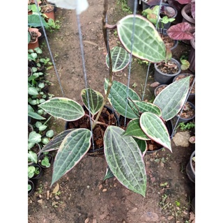 Hoya macrophylla albo โฮย่า มาโครฟิลล่า ด่างนอก กระถาง 4 นิ้ว