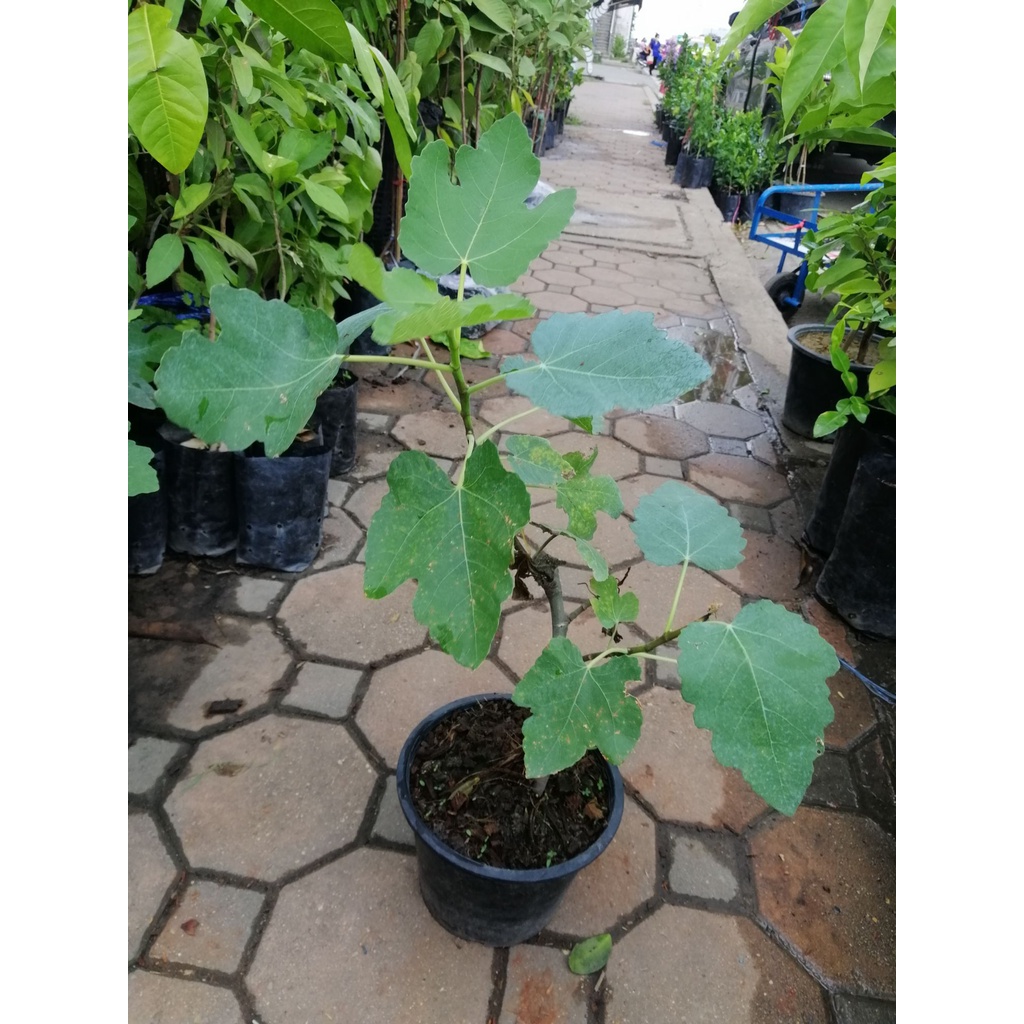 figs-ต้นมะเดื่อฝรั่งพันธุ์แบล็คอิสราเอล-สูง30cm-ใน-กระถาง6นิ้ว