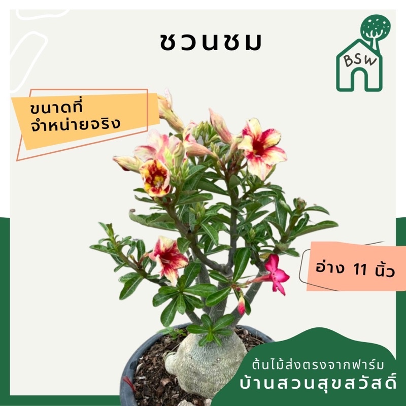 ต้นชวนชม-ขนาดอ่าง-11-นิ้ว