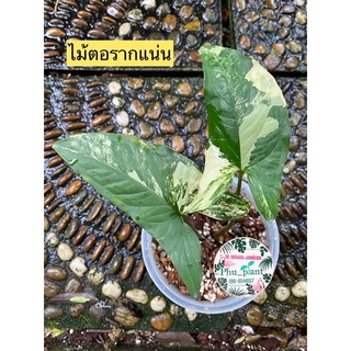 เงินไหลมาด่างเหลือง Syngonium Aurea yellow variegated