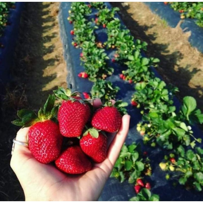 ภาพสินค้าเมล็ดพันธุ์ สตรอว์เบอร์รี่ ไจแอนท์ 10 เมล็ด Strawberry Giant Seeds เมล็ดพันธุ์แท้นำเขข้าจากต่างประเทศ จากร้าน moon_seeds บน Shopee ภาพที่ 2