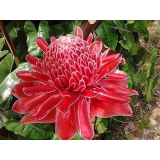 ต้นดาหลา สีแดง หรือ กะลา ฝรั่งเรียก “Torch ginger” ดอกสีแดงสด สวยมาก  ถุงขนาด 10 นิ้ว ต้นสูง 100 -120 ซม