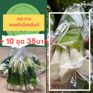 กระวาน หน่อกระวาน หัวกระวานสด (ราคาส่ง สำหรับ 10 ชุดขึ้นไป)🌿กระวานเมืองจันท์