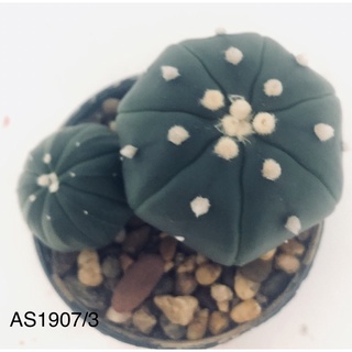 แคคตัส แอสโตร 7 พู Astrophytum asterias ขนาด 5 เซนติเมตร และ 3 เซนติเมตร