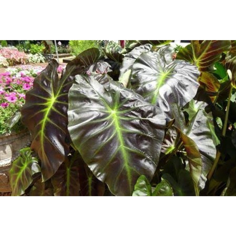 บอนอโลฮ่า-colocasia-aloha