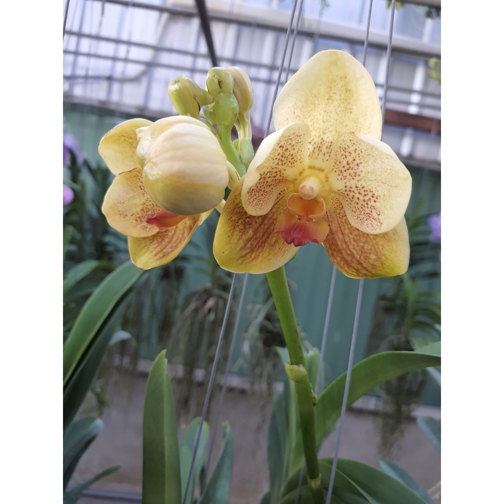 vanda-กล้วยไม้แวนด้า-สีเหลือง-ทูโทน-ดอกใหญ่-สวยงาม-ต้นสวยงาม-ส่งสินค้า-ต้นติดดอกแล้ว