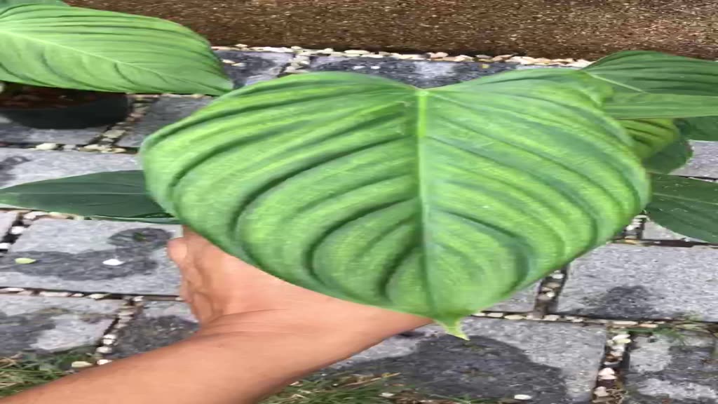 philodendron-fuzzy-petiole-ก้านขน