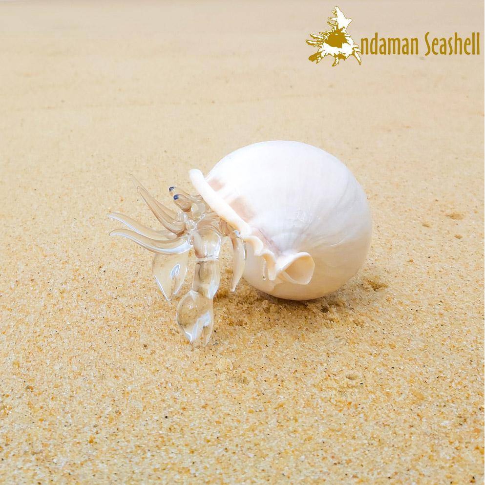 andaman-seashell-แก้วเป่าติดเปลือกหอย-รูปปูเสฉวน-ติดเปลือกหอยกระต่าย-phalium-glaucum-ไซส์-a