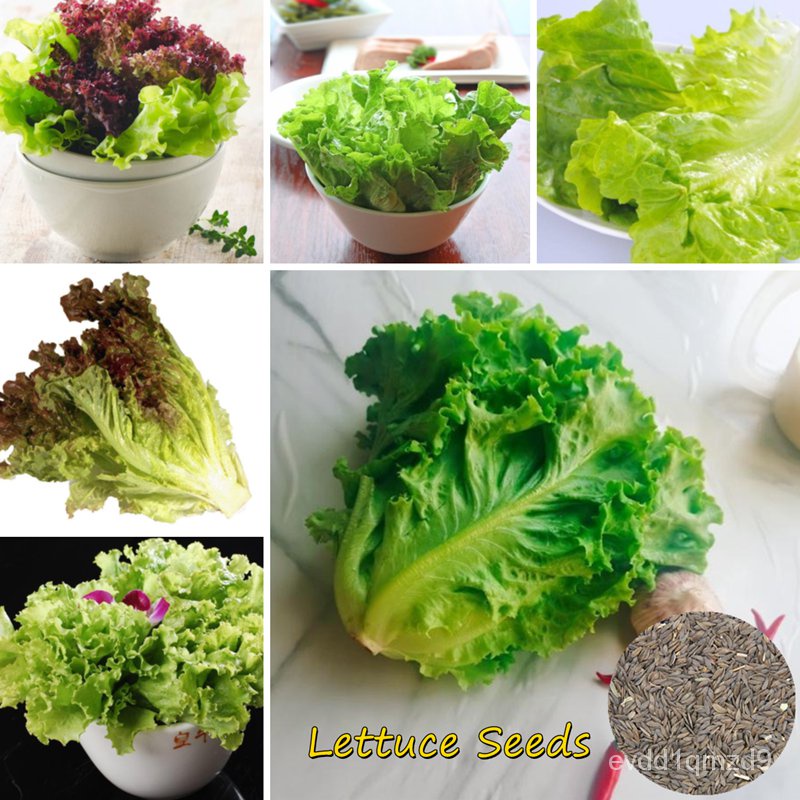 quick-delivery-lettuce-seeds-for-sale-100-seeds-bonsai-seeds-for-planting-vegetables-vegetable-plant-blossom-s-see00