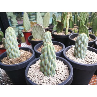 Opuntia miquelii  ข้าวโพด ฟักอวบอ้วนขนาด5~6นิ้ว