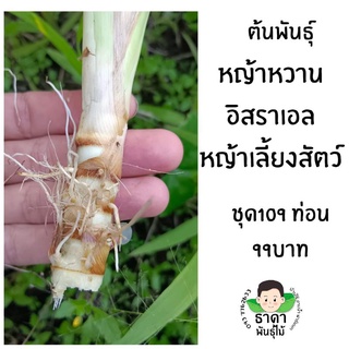 หญ้าหวานอิสราเอล1ชุด 109ท่อน หญ้าอาหารสัตว์