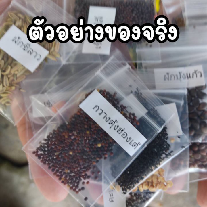 เมล็ดพันธุ์ผัก-เมล็ดผักสวนครัว-10แถม1-ปลูกง่ายโตไว-เมล็ดผักใหม่-ราคา5บาท