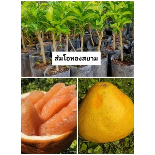 ส้มโอทองสยาม ส้มโอจักรพรรดิ์ ลูกสีเหลือง ส้ม ผลใหญ่ เนื้อกุ้งสีส้ม  หวานอร่อย ต้นพันธุ์ต้นเสียบยอด  ต้นละ 379 บาท