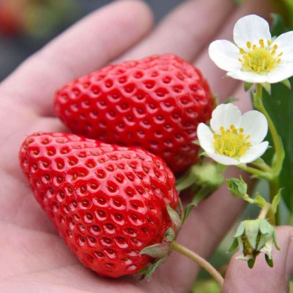 แคปซูล-สตรอเบอร-เมล็ดสตอเบอรี่-strawberry-fruit-seeds-plants-สตอเบอร์รี่สดๆ-เมล็ด-นี่มันเมล็ดพืช-ไม่ใช่พืช