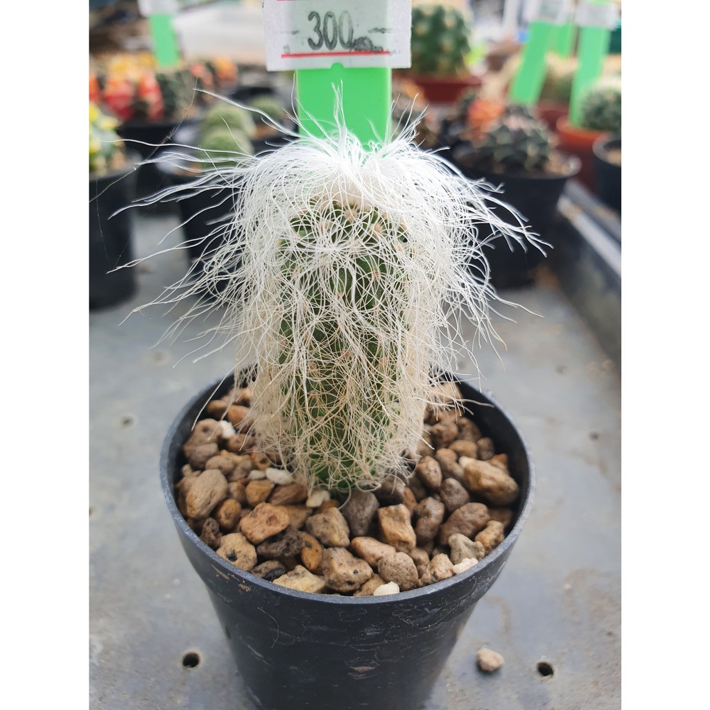 ผู้เฒ่า-old-man-cactus