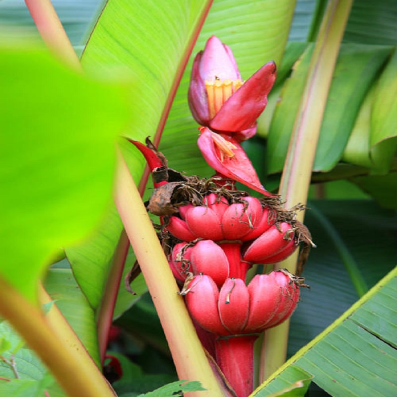 เมล็ด-ต้นกล้วยแคระ-ต้นกล้วย-dwarf-banana-tree-seeds-กล้วยแดงอินโด-กล้วยแคระ-นี่มันเมล็ดพืช-ไม่ใช่พืช