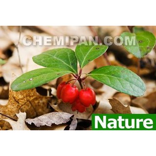 [CHEMIPAN] น้ำมันหอมระเหย ระกำ (Wintergreen Es. Oil) 100g.