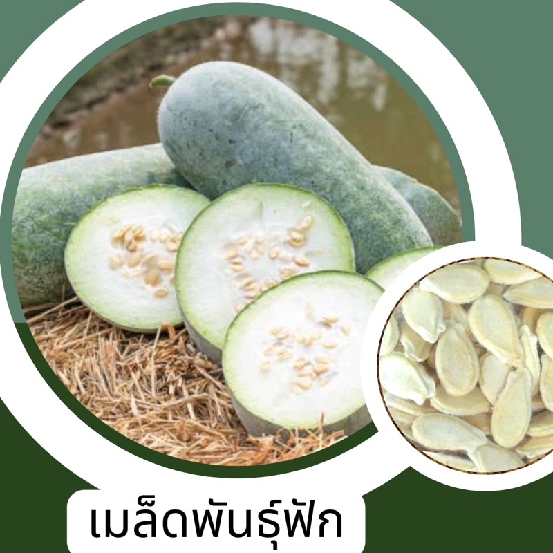 เมล็ดพันธ์ุฟักเขียวขายถูก-5เมล็ด-ขั้นต่ำโปรดสั่งสินค้าภายในร้าน30บาทขึ้นไปค่ะ