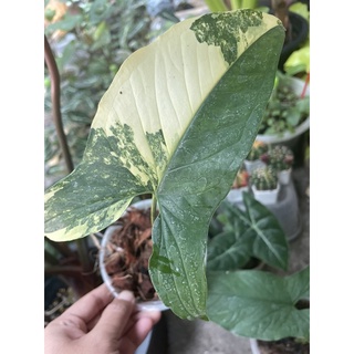 Syngonium podophyllum Aurea Yellowเงินไหลมาด่างเหลือง