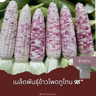 เมล็ดพันธุ์ข้าวโพดทูโทน 16 เมล็ด🔺ขั้นต่ำสังสินค้าภายในร้าน30บาทขึ้นไปค่ะ