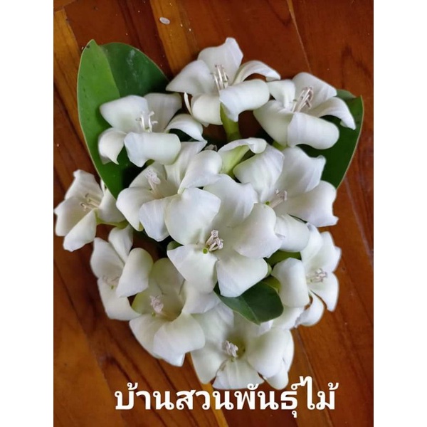 ต้นแก้วมุกดา-บ้านสวนพันธุ์ไม้