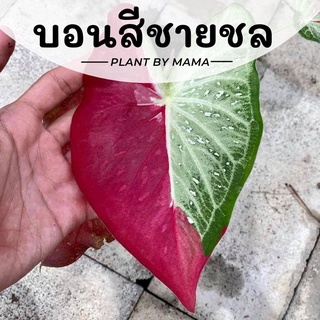 ภาพหน้าปกสินค้าPlant By Mama | บอนสีชายชล | Caladium ไม้ใบ ไม้ประดับ ไม้ฟอกอากาศ ไม้มงคล ต้นไม้ในบ้าน ที่เกี่ยวข้อง