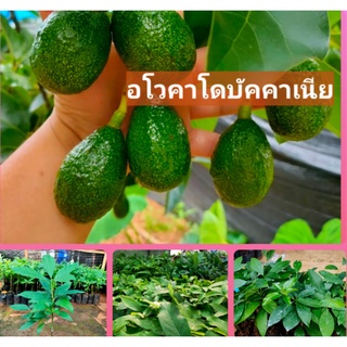 อโวคาโดพันธุ์บัคคาเนีย  เนื้อละเอียด เเน่น รสมัน เหนียวหนึบ ไม่ทนน้ำท่วมขัง ปลูกได้ทั้งปี ต้นเสียบยอด ต้นละ 399 บาท