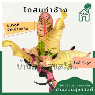 โกสนท่าช้าง กระถาง 5-6 นิ้ว ต้นโกสน เป็นไม้แดด ไม้ด่างสวย ใบสีสันสดใส