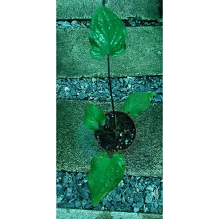 มิ่งมงคล บอนสี ราชินีแห่งใบไม้(Caladium)