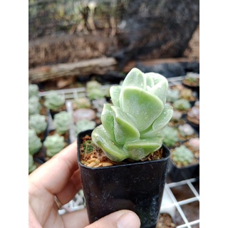 กุหลาบหิน 🌹Echeveria Lovely Rose ไม้อวบน้ำ แคคตัส กระบองเพชร กระถาง 3นิ้ว